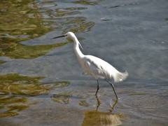 Egretta garzetta