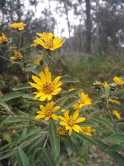Aldama buddlejiformis