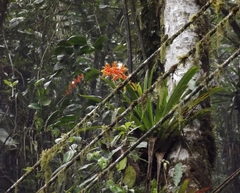 Guzmania multiflora