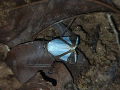 Eulepidotis rectimargo