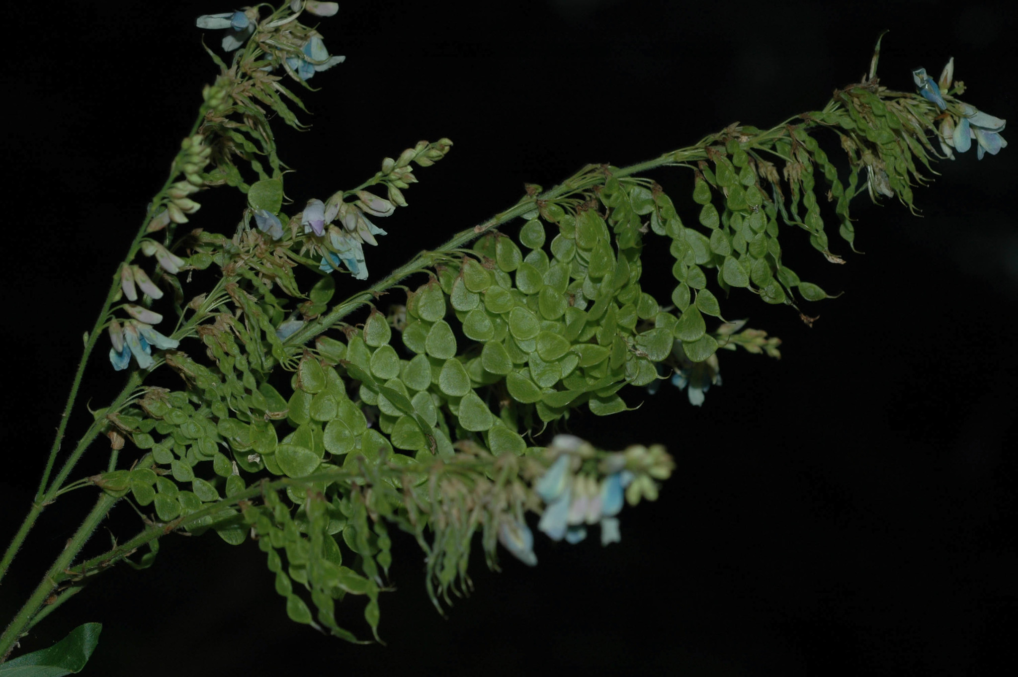 Desmodium cajanifolium
