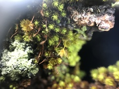 Macromitrium piliferum