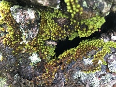 Macromitrium piliferum