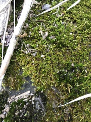 Sematophyllum