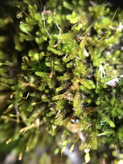 Sematophyllum