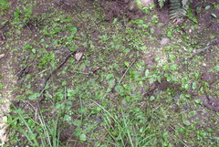 Potamogeton suboblongus