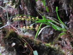 Cyrtochilum caespitosum