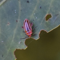 Disonycha conjugata