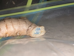 Penicillium italicum