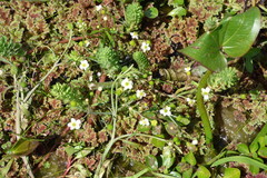Ranunculus apiifolius