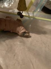 Penicillium italicum