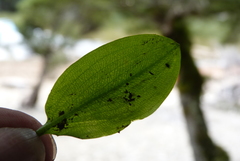 Potamogeton suboblongus