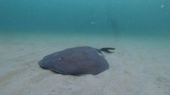 Tetronarce occidentalis