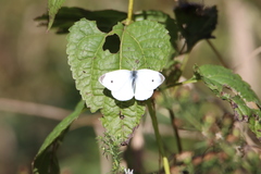 Pieris rapae