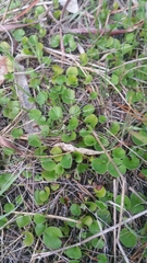 Dichondra donelliana