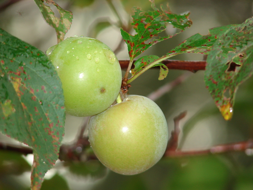 Prunus cerasifera × salicina