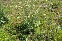 Ranunculus apiifolius
