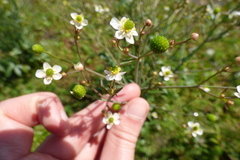 Ranunculus apiifolius