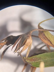 Lysimachia lanceolata