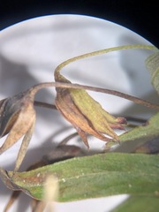 Lysimachia lanceolata