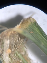 Lysimachia lanceolata