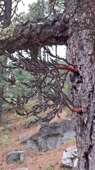 Arceuthobium vaginatum