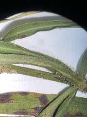 Lysimachia lanceolata