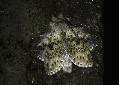 Stauropus thiaucourti