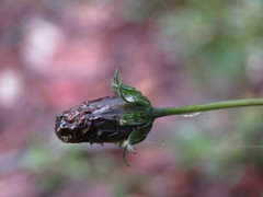 Cosmos atrosanguineus