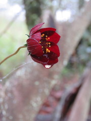 Cosmos atrosanguineus