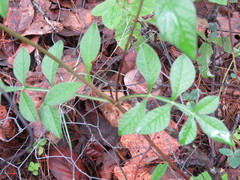 Cosmos atrosanguineus