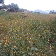 Simsia lagasceiformis