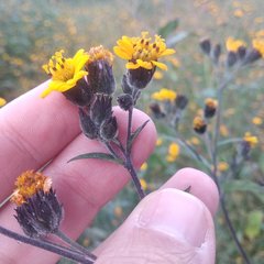 Simsia lagasceiformis