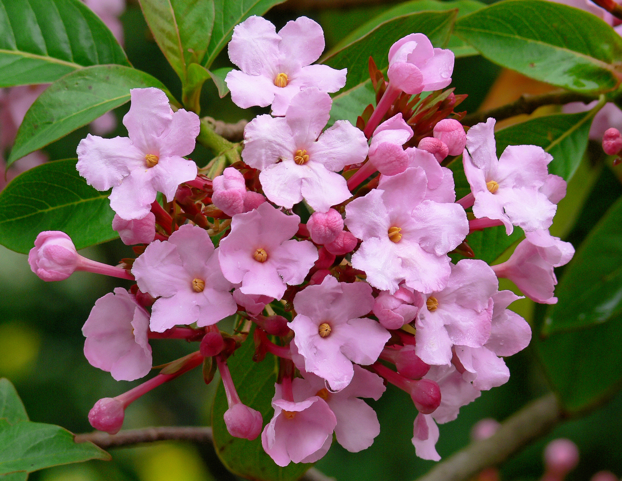 Luculia