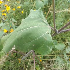 Simsia lagasceiformis