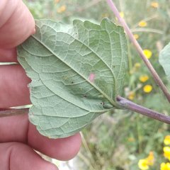 Simsia lagasceiformis