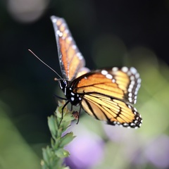 Limenitis archippus watsoni