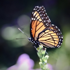 Limenitis archippus watsoni