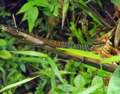 Anolis ventrimaculatus