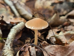 Psathyrella kauffmanii