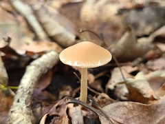 Psathyrella kauffmanii