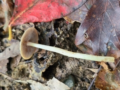 Psathyrella kauffmanii