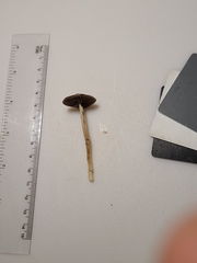 Psathyrella kauffmanii
