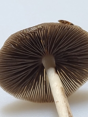 Psathyrella kauffmanii