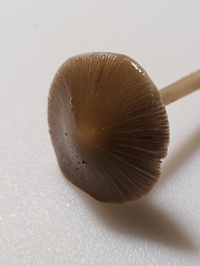 Psathyrella kauffmanii