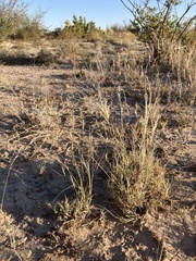 Scleropogon brevifolius