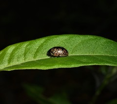 Calligrapha multipustulata