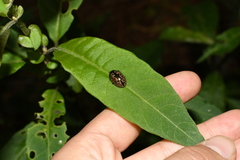 Calligrapha multipustulata