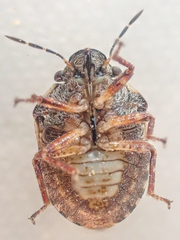 Homaemus variegatus