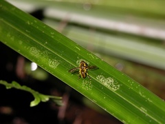 Quichuana